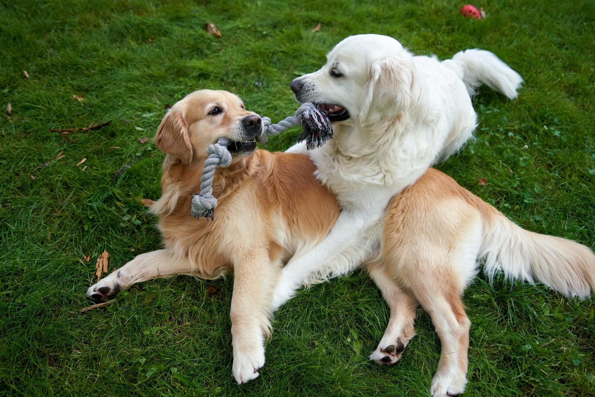 Happy dog playing