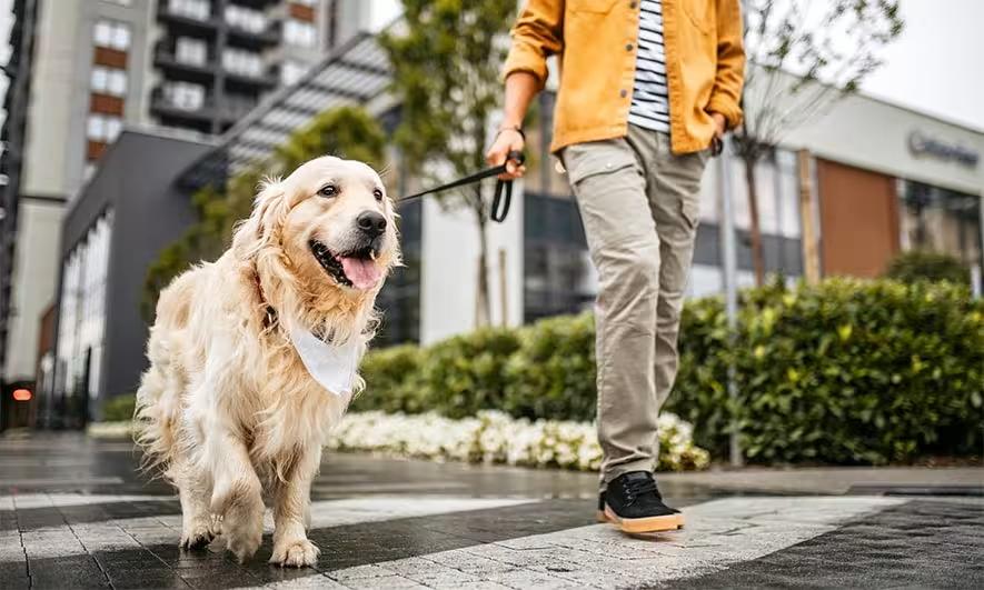 Dog Walking